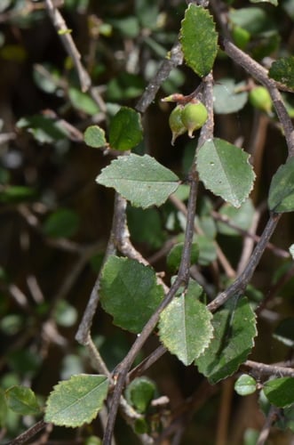 Paratrophis microphylla