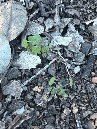 Parietaria hespera (Tomari) — photo
