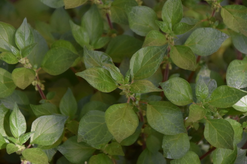 Parietaria judaica