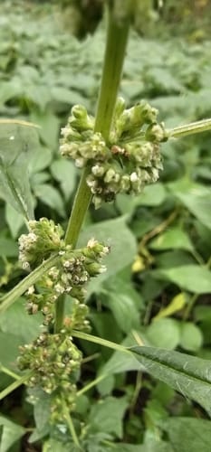 Parietaria officinalis (Chambo rouseto) — photo
