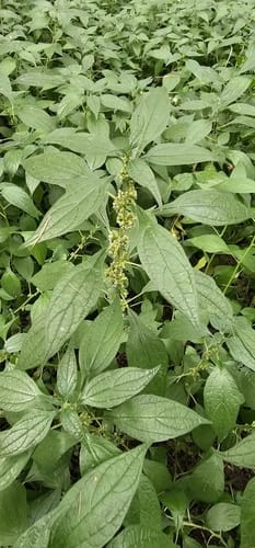 Parietaria officinalis (Chambo rouseto) — photo