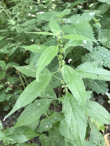 Parietaria officinalis
