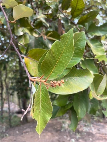 Parinari anamensis (Thlok) — photo
