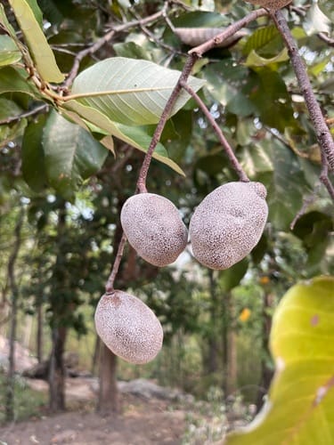 Parinari anamensis (Thlok) — photo