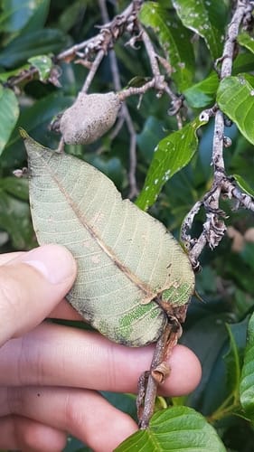 Parinari campestris (Broad-leaved burada) — photo