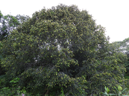 Parinari campestris