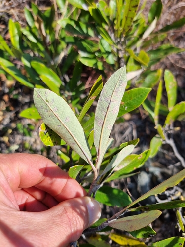 Parinari capensis (Sand apple) — photo