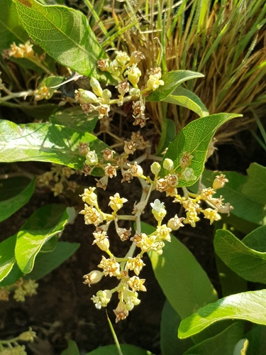 Parinari capensis (Sand apple) — photo