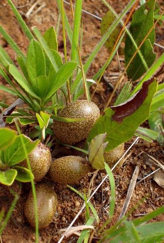 Parinari capensis