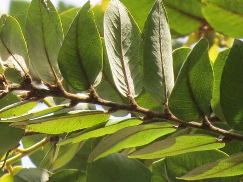 Parinari congensis (Sand apple) — photo