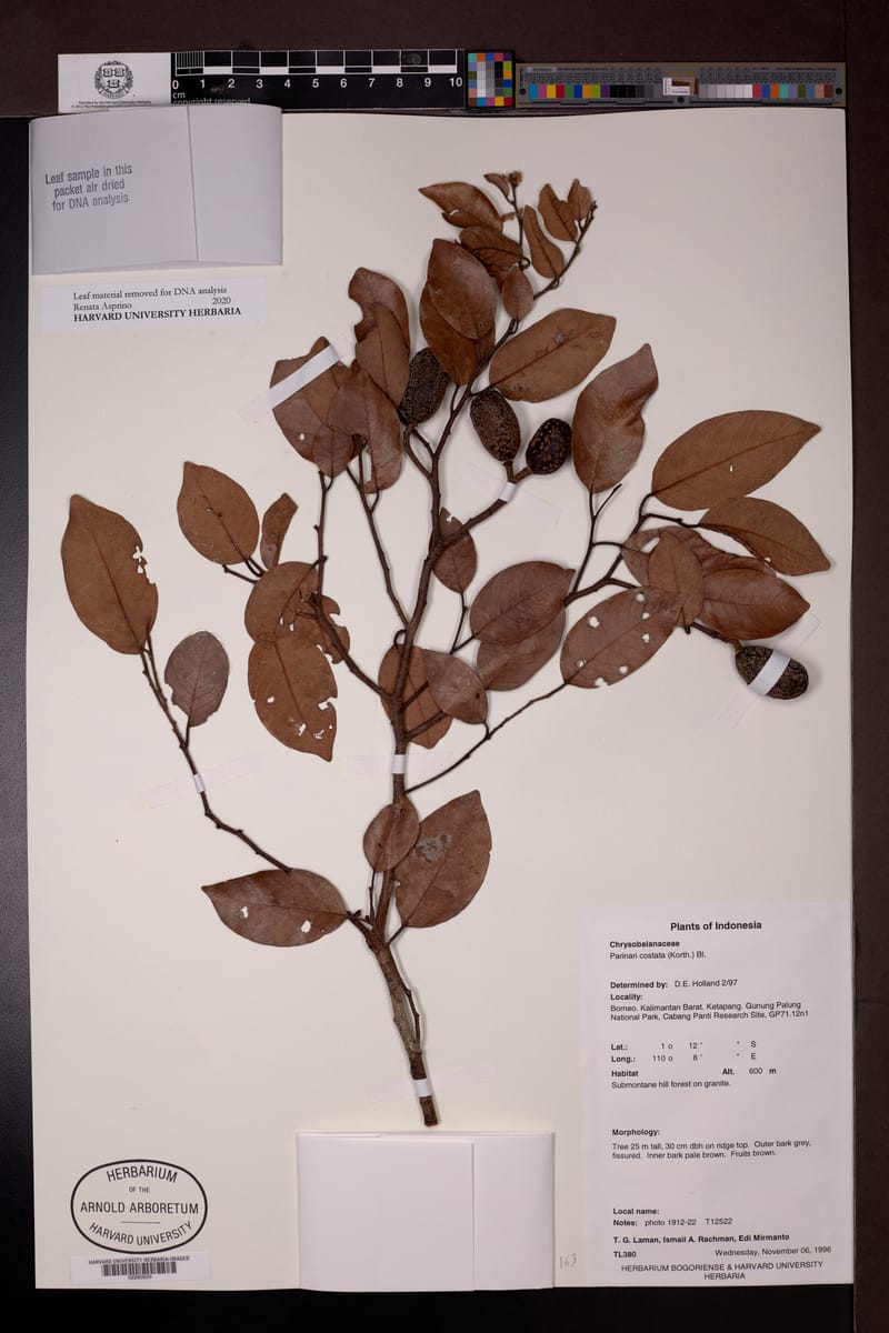 Parinari costata — photo