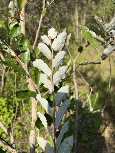 Parinari curatellifolia (Mobola plum) — photo