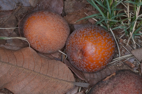 Parinari curatellifolia (Mobola plum) — photo