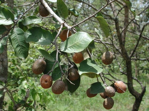 Parinari curatellifolia