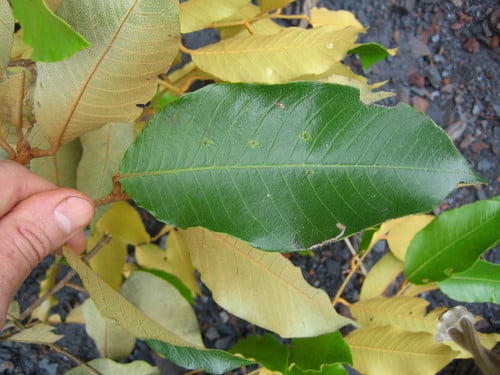 Parinari excelsa (Rough skinned plum) — photo