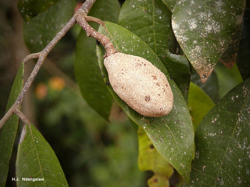 Parinari excelsa (Rough skinned plum) — photo