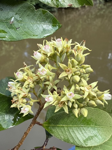Parinari excelsa