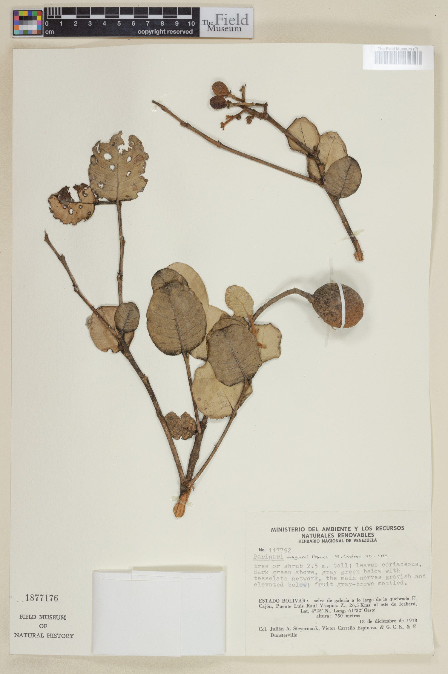 Parinari maguirei (Maguire parinari) — photo