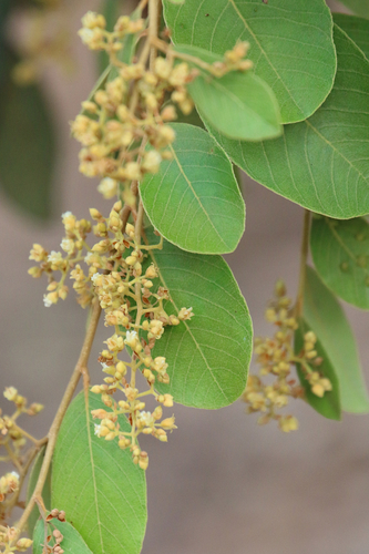 Parinari nonda (Nonda plum) — photo