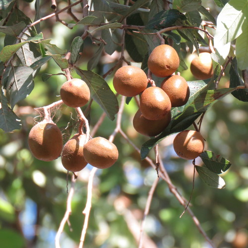 Parinari nonda (Nonda plum) — photo