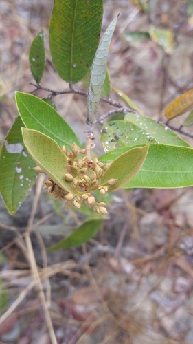 Parinari obtusifolium (Fruta-de-ema) — photo