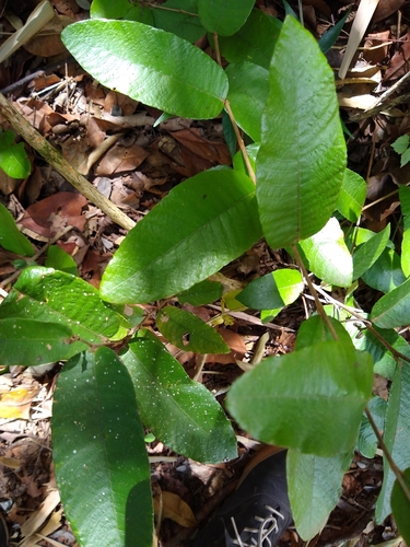 Parinari obtusifolium (Fruta-de-ema) — photo