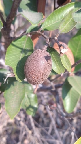 Parinari obtusifolium