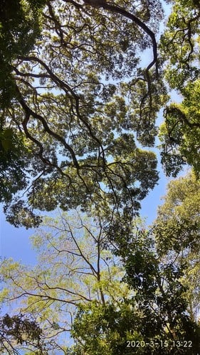 Parinari pachyphylla (Thickleaf parinari) — photo