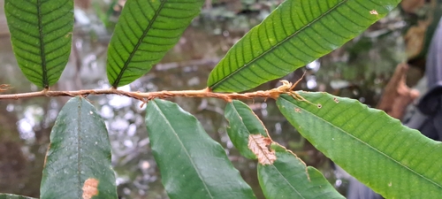 Parinari pachyphylla (Thickleaf parinari) — photo