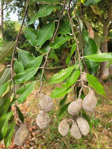Parinari pachyphylla