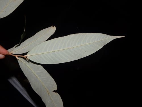 Parinari papuana — photo