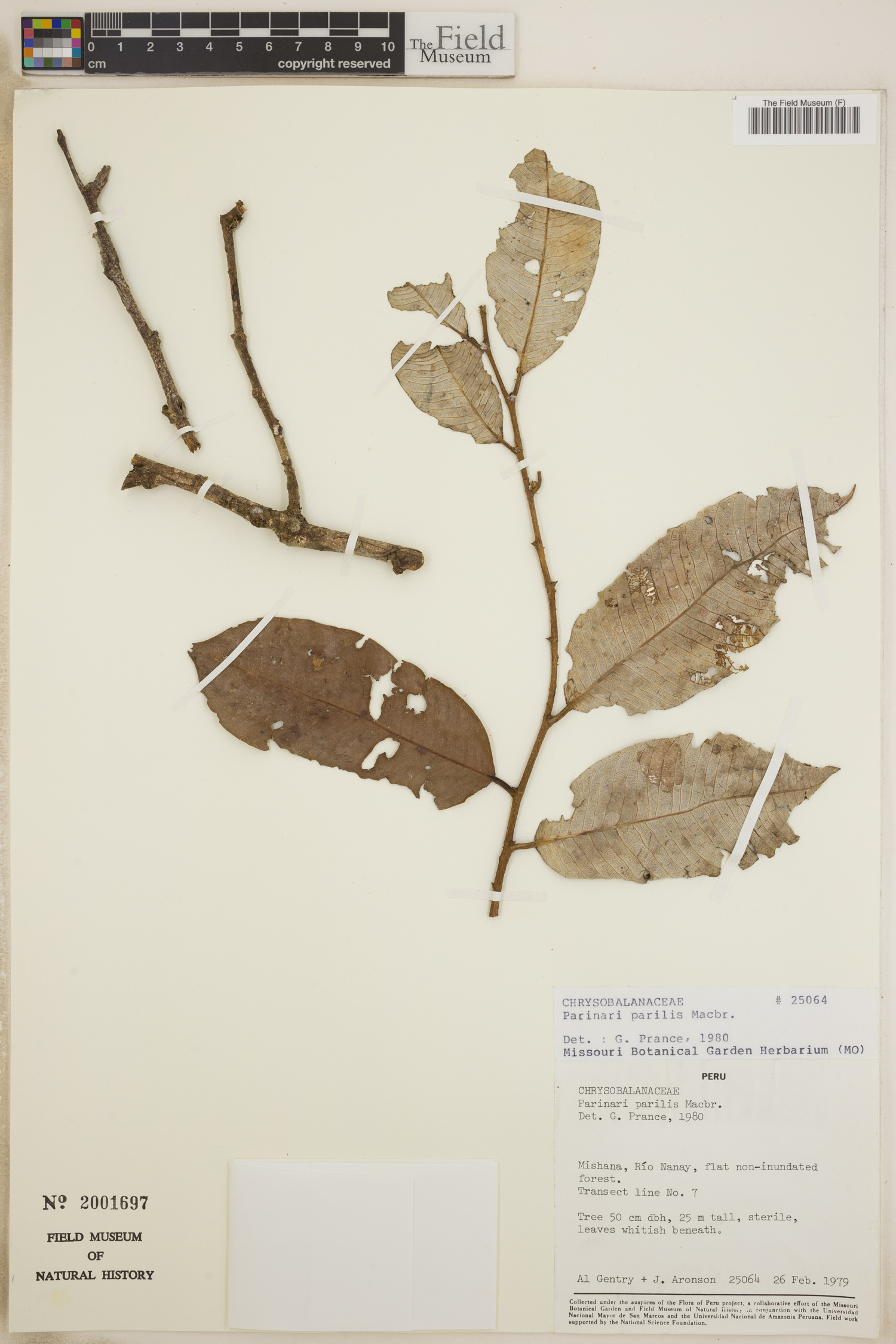Parinari parilis (Peru parinari) — photo