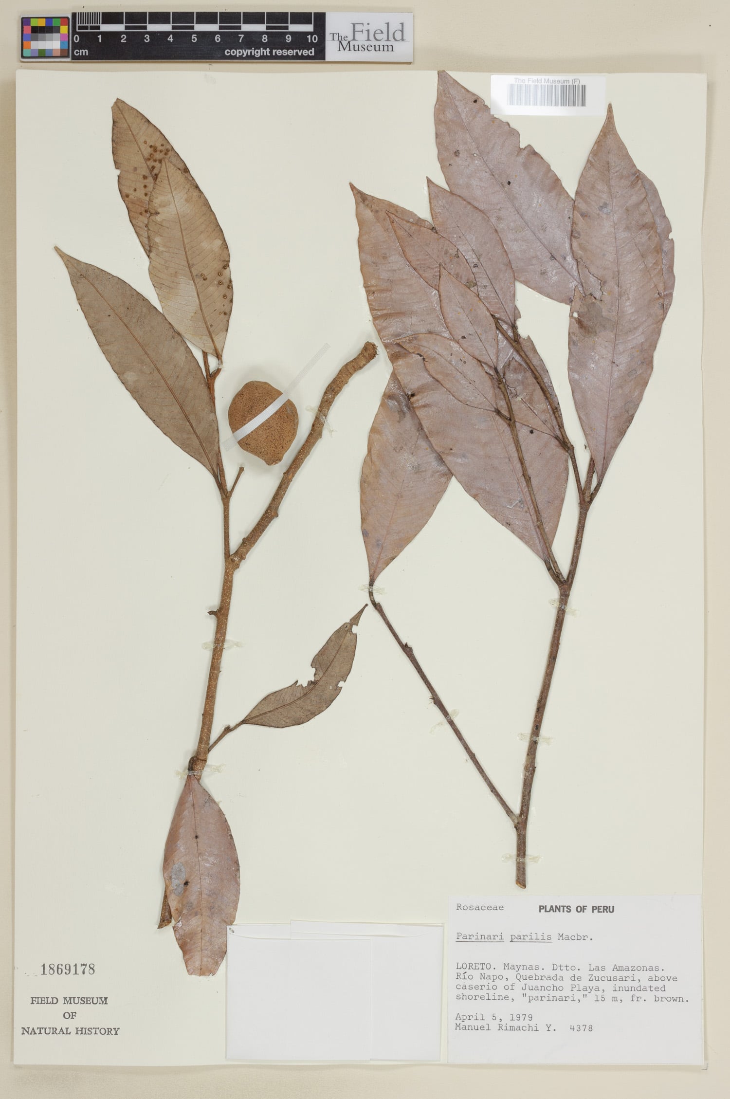 Parinari parilis (Peru parinari) — photo