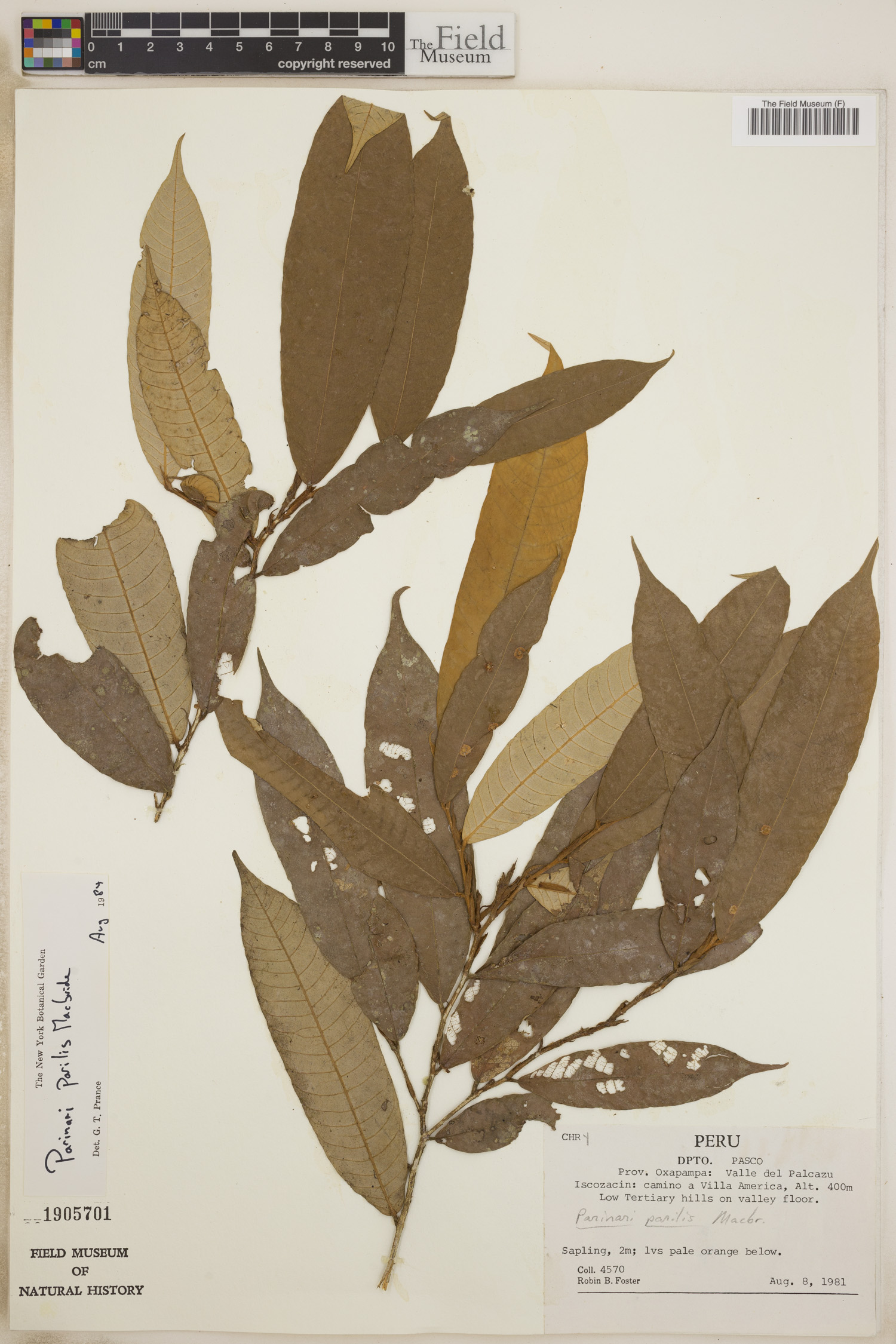 Parinari parilis