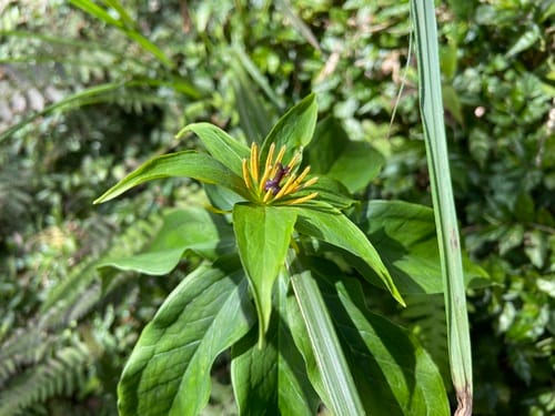 Paris polyphylla (Herb Paris) — photo