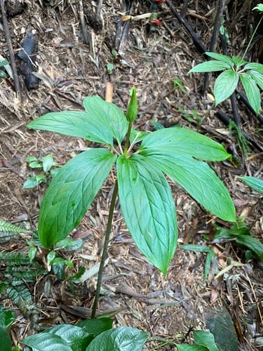 Melanthiaceae