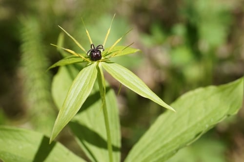 Paris verticillata