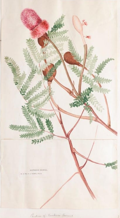 Parkia bicolor (African locust bean) — photo