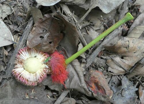 Parkia bicolor