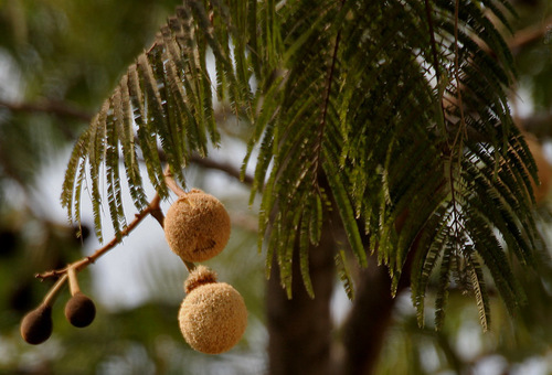 Parkia biglandulosa (Badminton ball tree) — photo