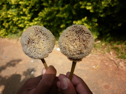 Parkia biglandulosa