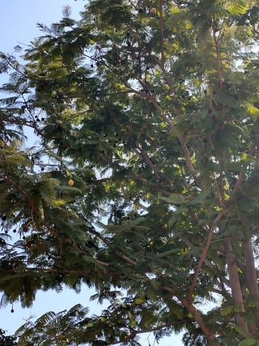 Parkia biglandulosa (Badminton ball tree) — photo