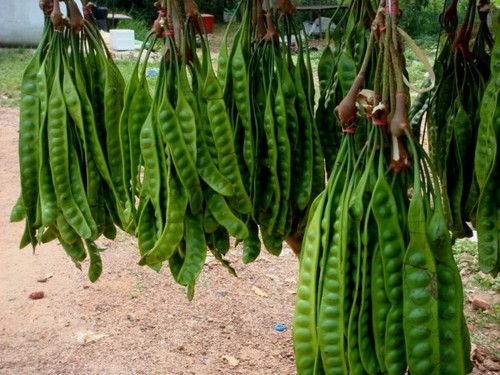 Parkia biglobosa (African locust bean) — photo