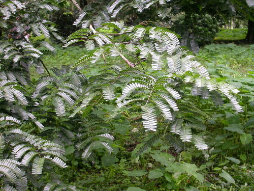 Parkia biglobosa (African locust bean) — photo