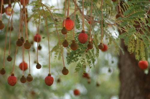Parkia biglobosa