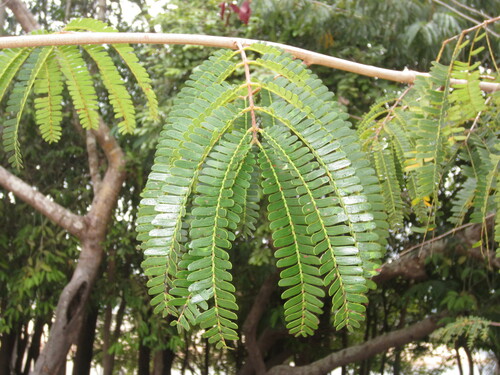 Parkia discolor (Discolor nitta tree) — photo