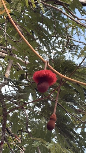 Parkia discolor (Discolor nitta tree) — photo