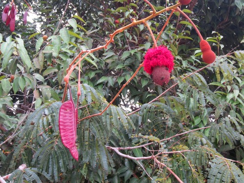 Parkia discolor
