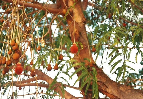 Parkia filicoidea (African locust bean) — photo