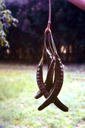 Parkia filicoidea (African locust bean) — photo
